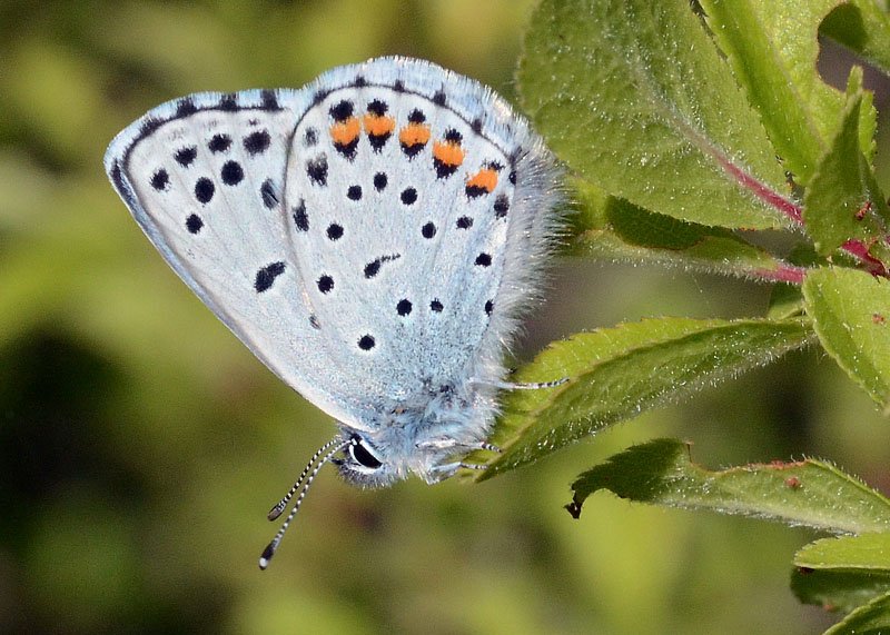 Polyommatus bellargus m ?